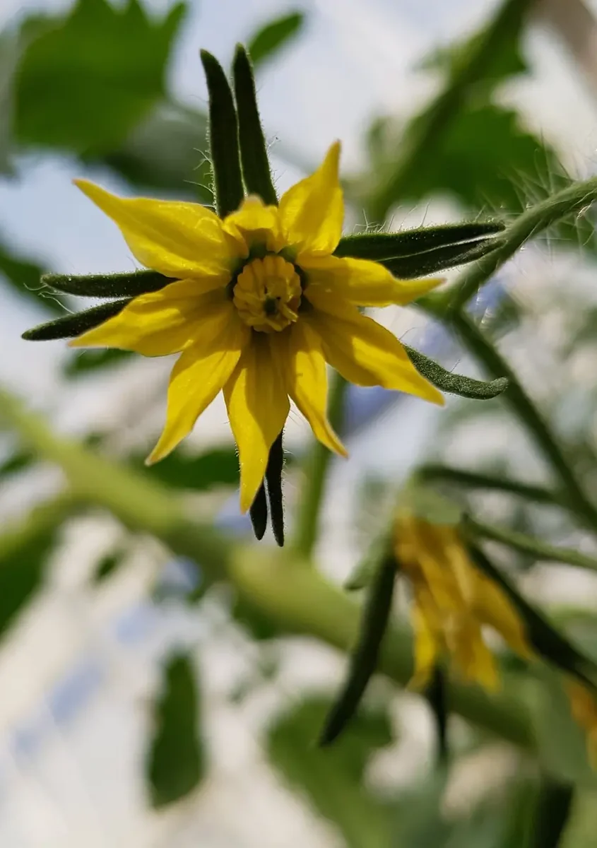 Flor amarilla de la tomatera en el invernadero